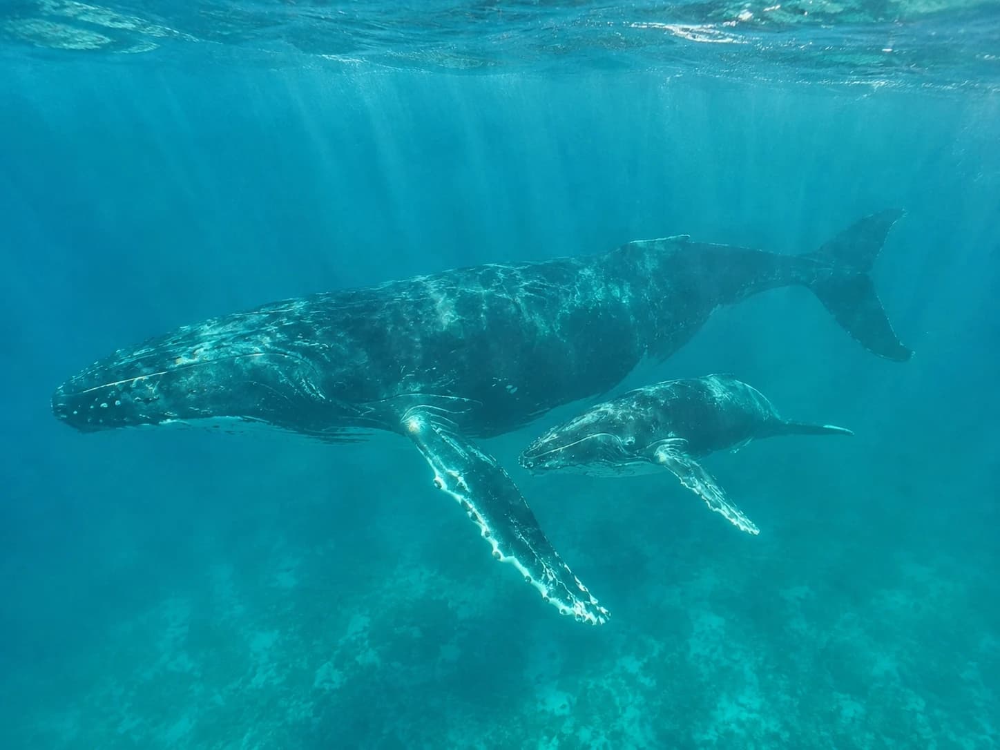 Humpback whale and calf in the waters of Vava'u, Tonga